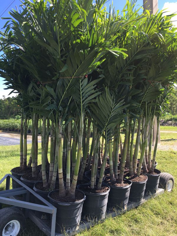 Triple Christmas palm trees for Sale in Opa-locka, FL - OfferUp