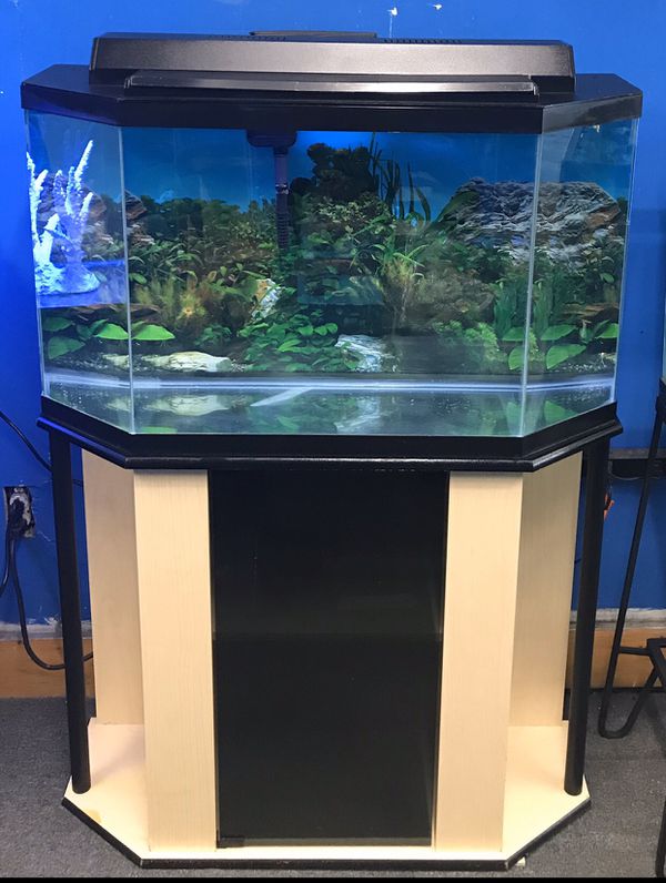 long flat fish tank