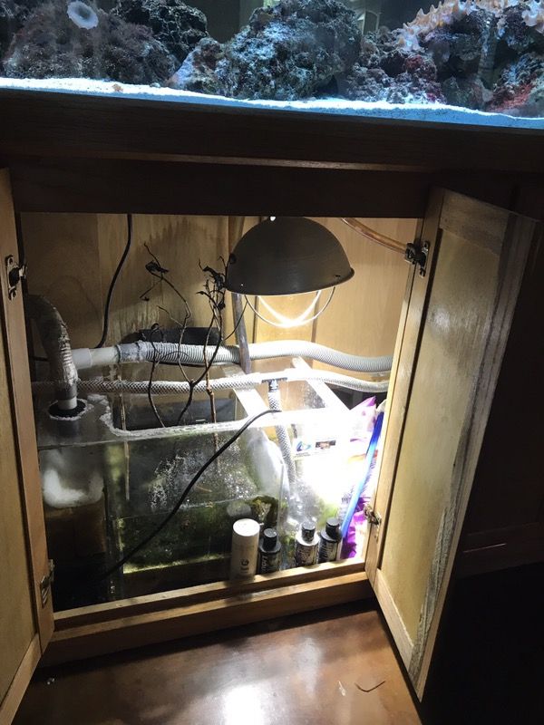 150 gallon Saltwater Aquarium for Sale in Ocala, FL - OfferUp