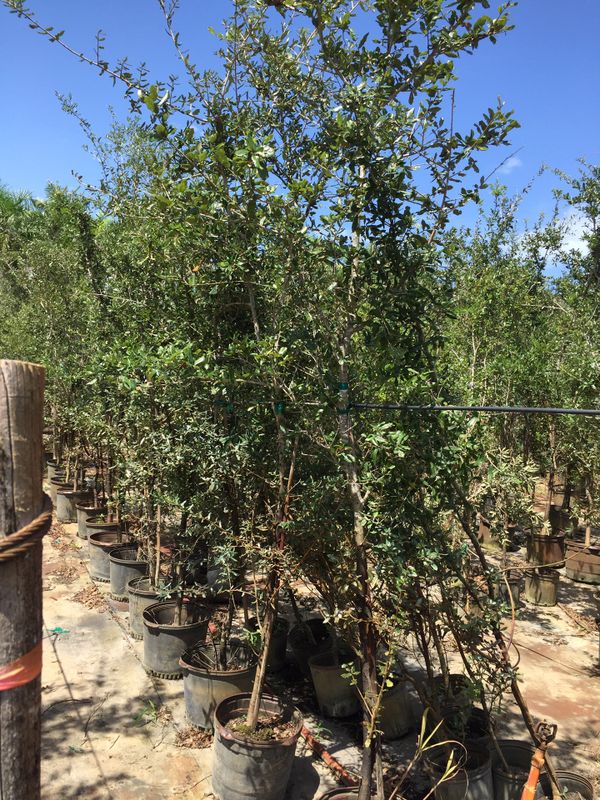Live oak trees for Sale in Miami, FL OfferUp