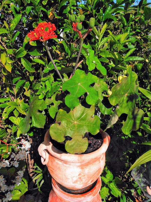 Potted Buddha Plant includes Plant Stand for Sale in Deerfield Beach