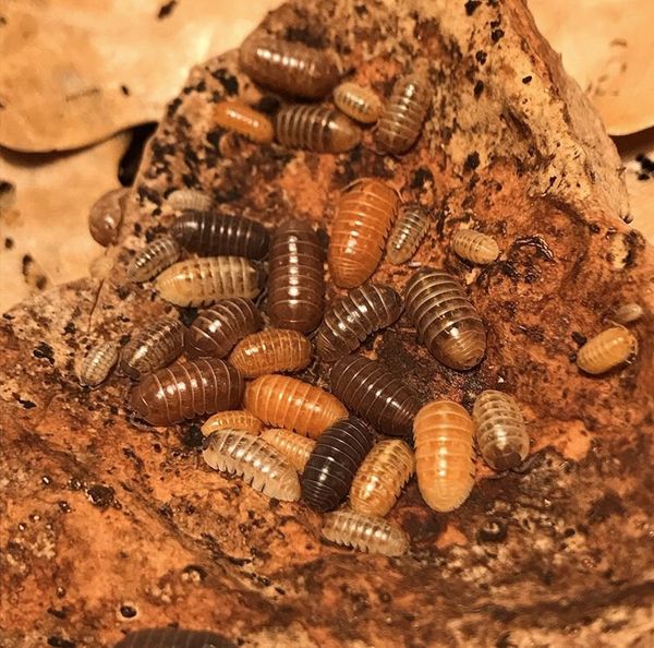 Color mix isopods (Armadillidium vulgare) for bioactive terrariums and