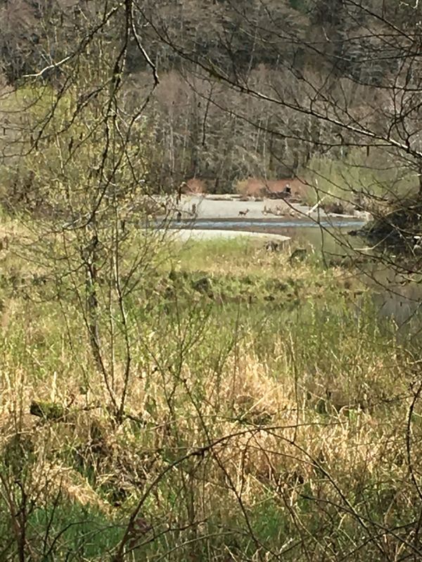 Wynoochee wildwood Lots for Sale in Olympia, WA OfferUp