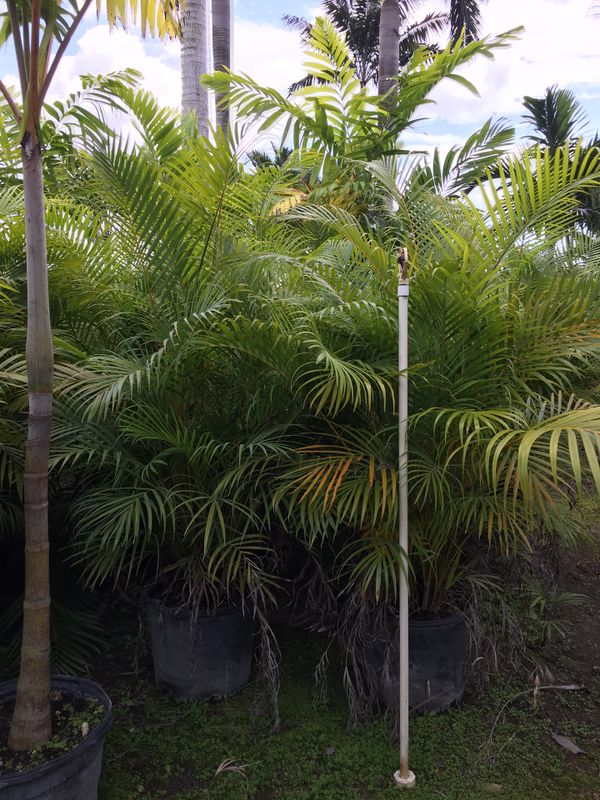 Areca palms (Privacy hedge) for Sale in Fort Lauderdale, FL OfferUp