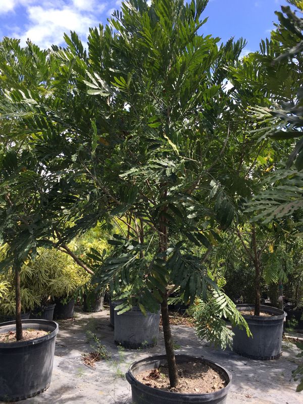 Japanese fern trees for Sale in Opalocka, FL OfferUp
