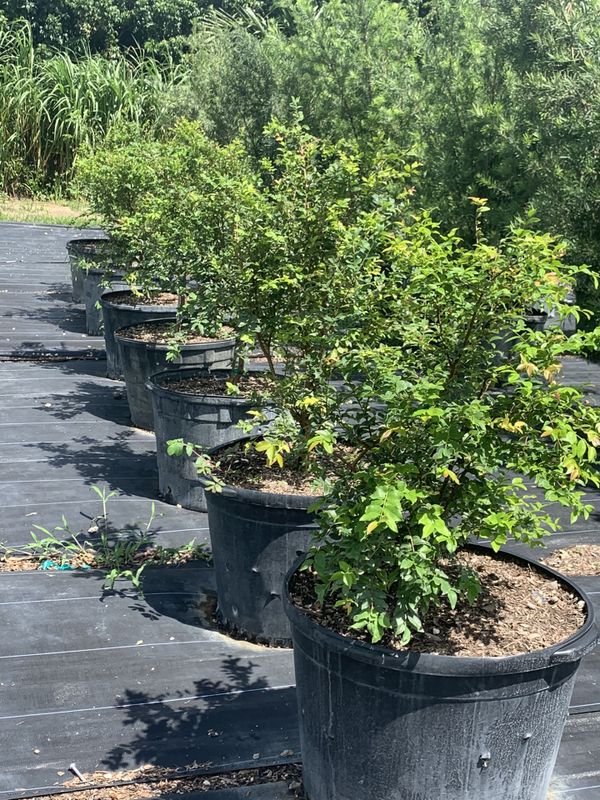Jaboticaba Tree 25gl 150.00 for Sale in Fort Lauderdale, FL OfferUp