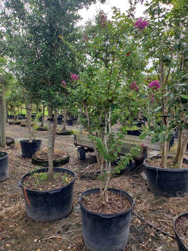 7-gallon-crape-myrtle-tree-40-for-sale-in-arcola-tx-offerup