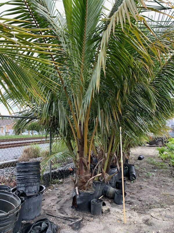 Coconut Palm Tree For Sale For Sale In Lake Worth Fl Offerup