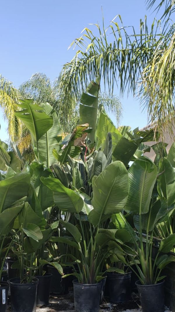 Giant Bird Of paradise, Regular Bird of paradise for Sale in Menifee, CA OfferUp