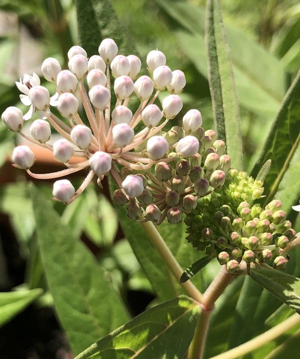 Aquatic Milkweed aka Asclepias Perennis Organic SEEDS for