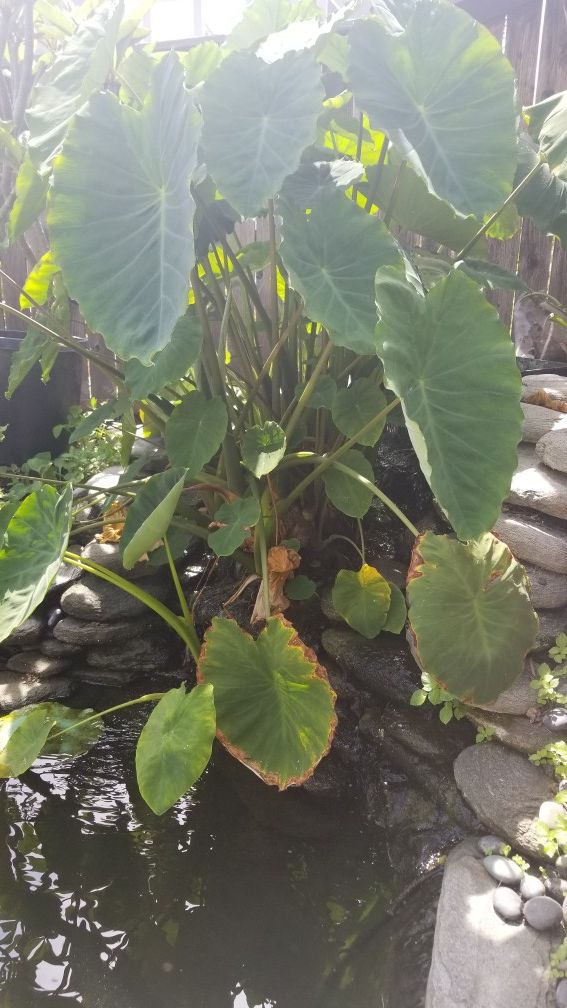 edible-taro-plant-for-sale-in-san-diego-ca-offerup