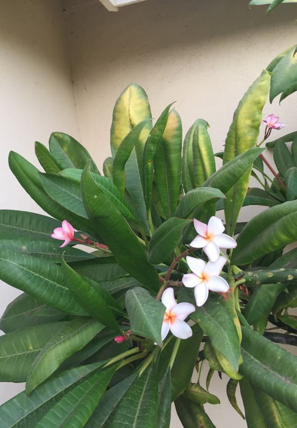 Plumeria 10 for Sale in Los Angeles, CA OfferUp