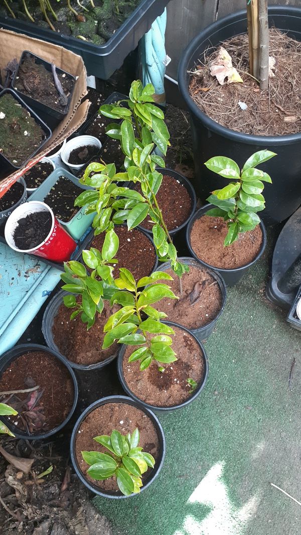 Exotic Backyard Nursery Tropical Fruit Tree for Sale in Costa Mesa, CA
