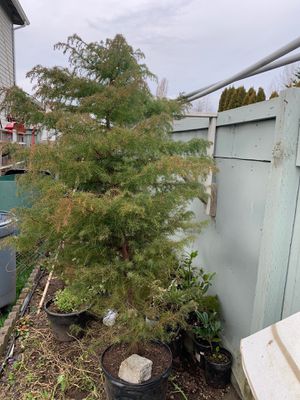 New and Used Shed for Sale in Seattle, WA - OfferUp