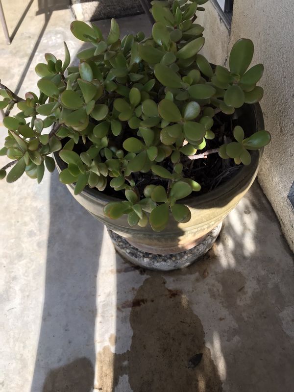 Jade plant medium size in a beautiful green pot for Sale