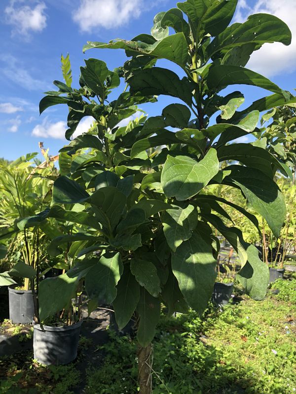 FRUIT TREE FOR SALE for Sale in Miami, FL OfferUp