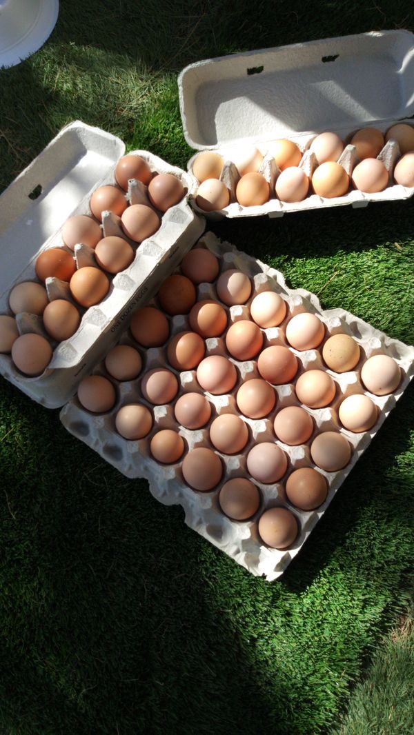 Fresh farm eggs for sale in Phoenix, AZ