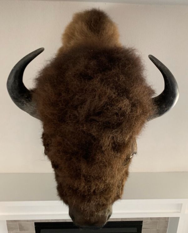 Trophy American Bison Buffalo Shoulder Mount Taxidermy for Sale in
