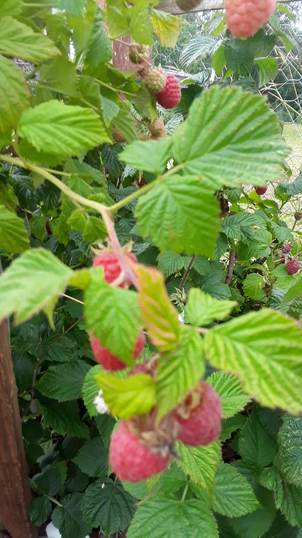 Everbearing raspberry plant. for Sale in Rainier, WA OfferUp