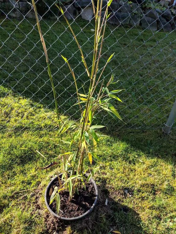 Real potted yellow bamboo plants for Sale in Kent, WA