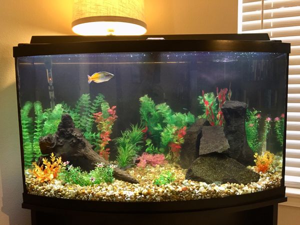 55 Gal. Bow Front Aquarium for Sale in Olympia, WA - OfferUp