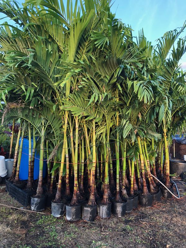 Garden Christmas Palm trees for Sale in Homestead, FL OfferUp