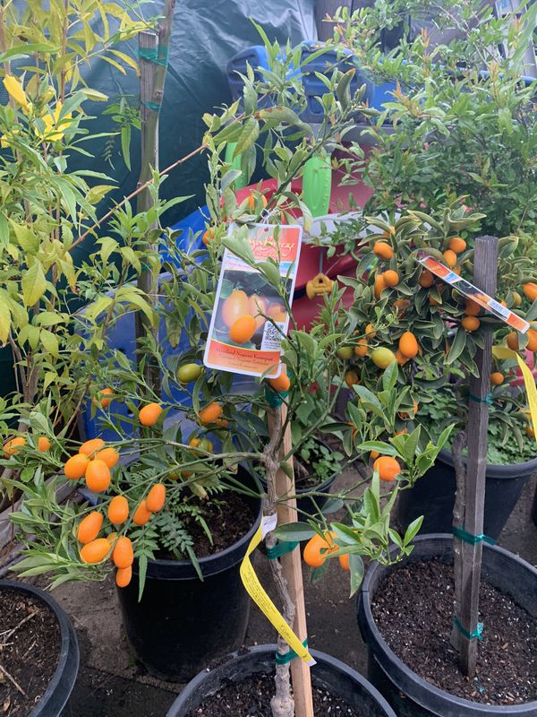 Nagami kumquat trees for Sale in Los Angeles, CA OfferUp