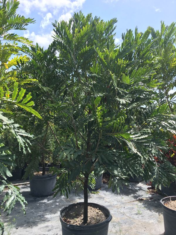 Japanese fern trees for Sale in Opalocka, FL OfferUp