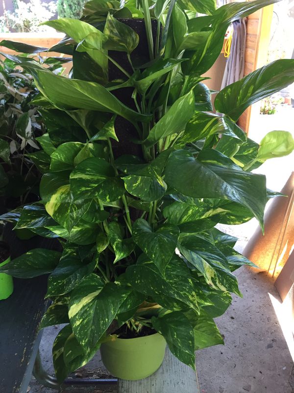 Giant Golden Pothos with Climbing Totem in 10 Inch Pot for Sale in