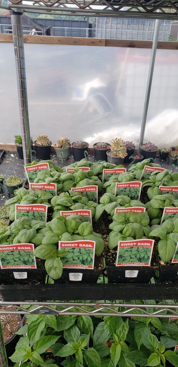 Vegetables for Sale in Morgan Hill, CA - OfferUp