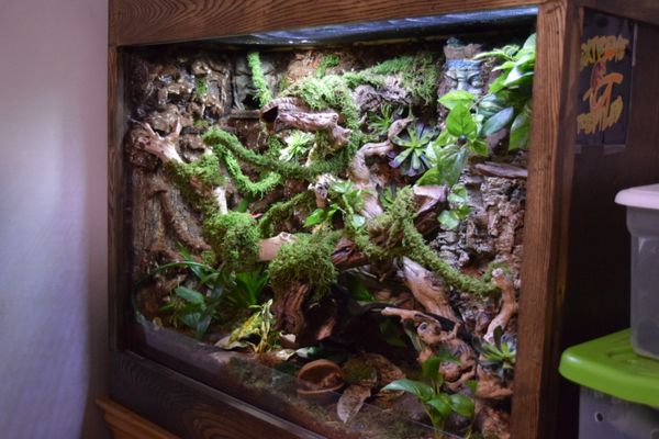 Custom made wooden reptile terrarium/vivarium/tank for Sale in Salem ...