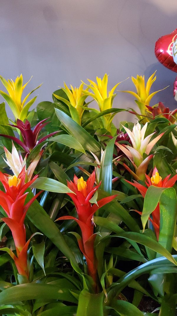 Bromeliad Plants for Sale in Ontario, CA OfferUp