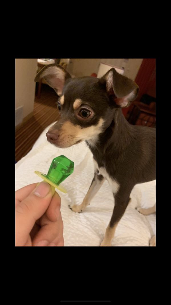 Lost puppy brown deer head Chihuahua for Sale in Arlington