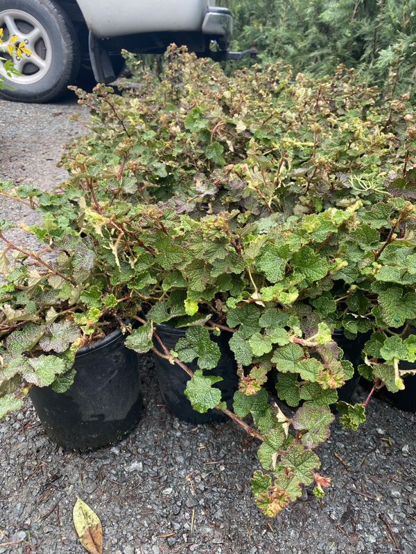 Creeping Raspberry evergreen ground cover plant for Sale in Puyallup