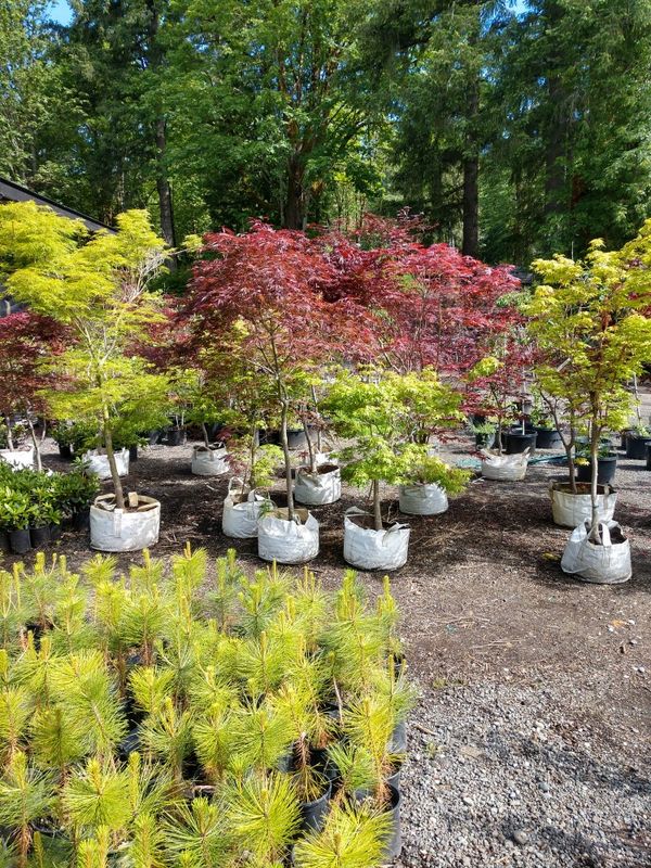 Japanese maple trees for Sale in Olympia, WA - OfferUp