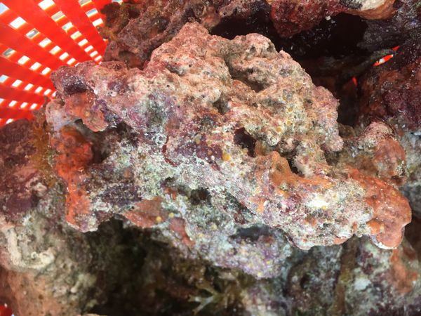 Aquacultured of live rock for sale!!! Looks Amazing!!! for Sale in ...
