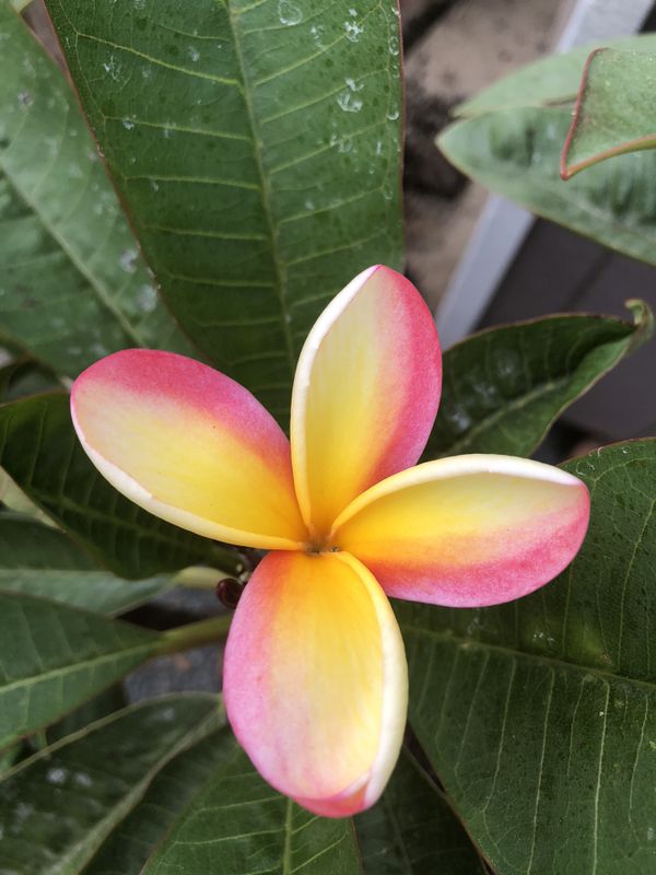 Nebel’s Rainbow Plumeria for Sale in San Diego, CA OfferUp