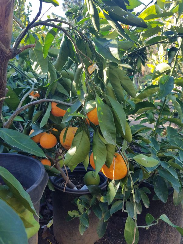 grapefruit tree california