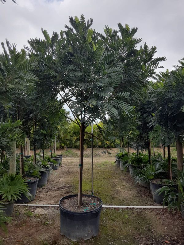 Japanese fern trees for Sale in Opalocka, FL OfferUp