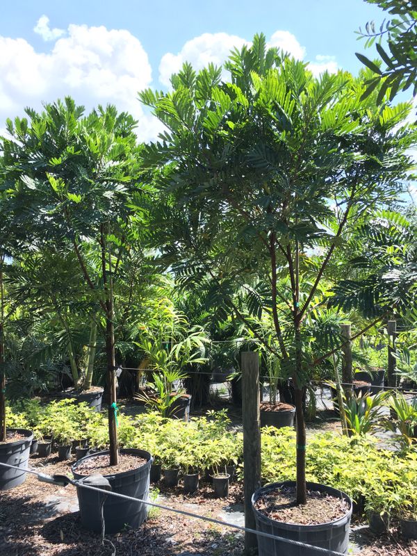 Japanese fern trees for Sale in Opalocka, FL OfferUp