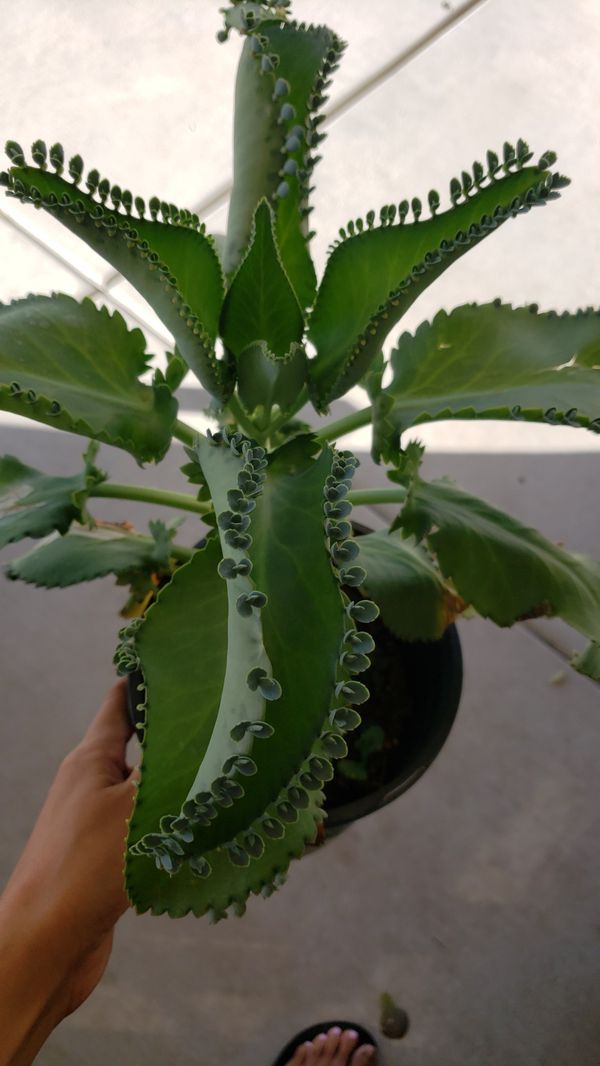 Mother Of Thousands Plant For Sale
