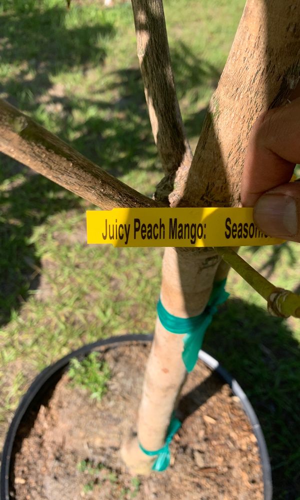 Mango tree for Sale in Tampa, FL OfferUp