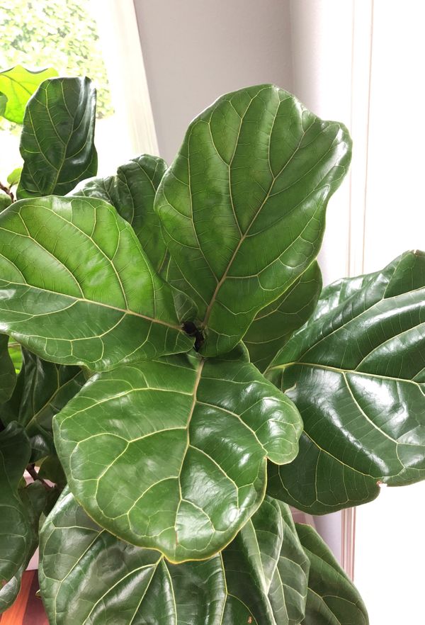 7 foot fiddle leaf fig tree real