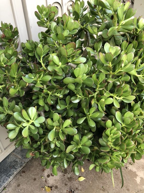 Large jade plant with pot for Sale in Fremont, CA OfferUp