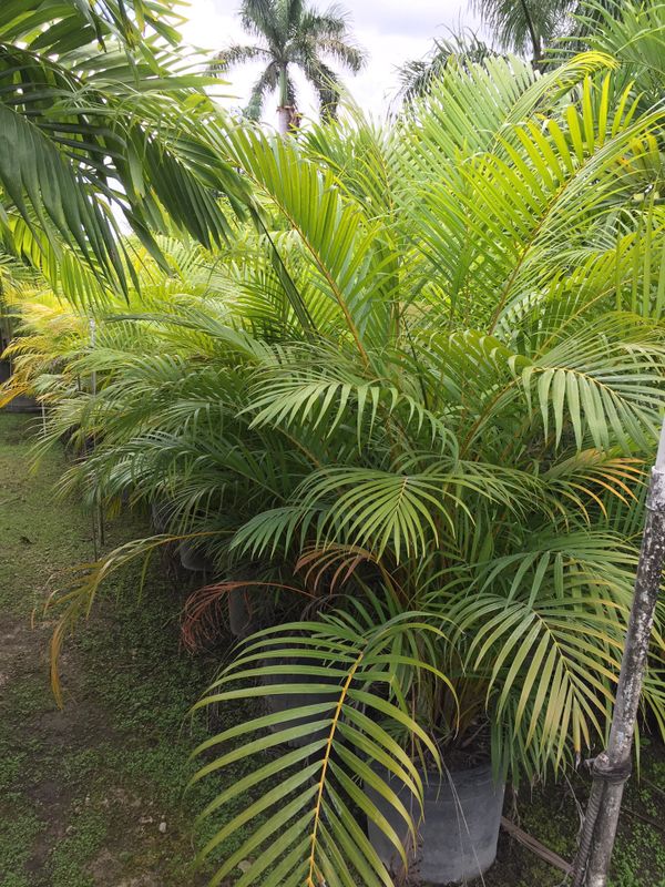 Areca palms (Privacy hedge) for Sale in Fort Lauderdale, FL OfferUp