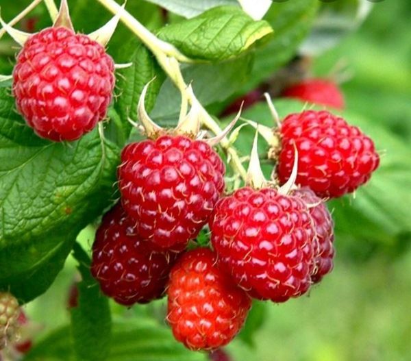 Raspberry plants for Sale in WA OfferUp
