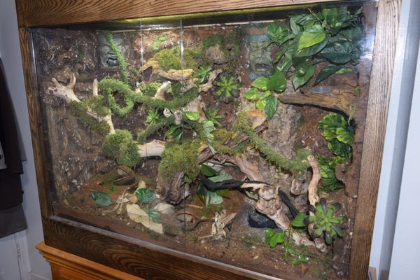 Custom Made Wooden Reptile Terrarium Vivarium Tank For Sale In Salem 