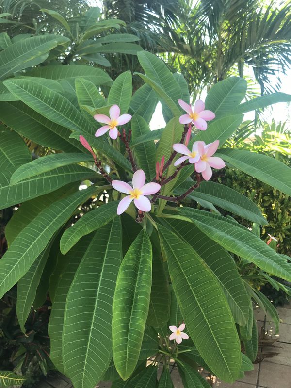 Large Plumeria Cuttings for Sale in Bradenton, FL OfferUp