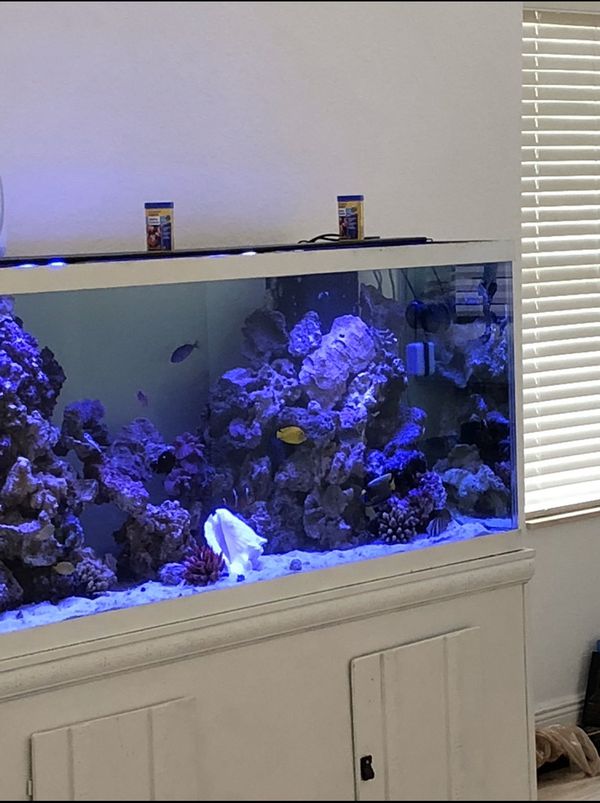 250 Gallon Saltwater Fish Tank for Sale in Hollywood, FL