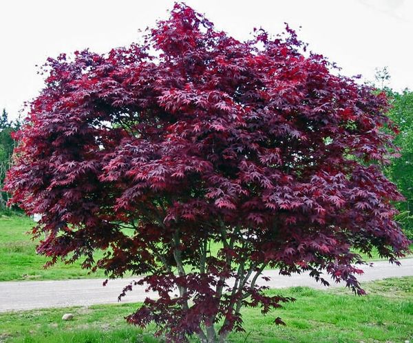 ‘PURPLE GHOST’ Japanese maple trees for Sale in Puyallup, WA - OfferUp